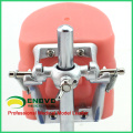 VENDER 12557 Sistema de práctica de simulación oral Phantom Head para escuela dental